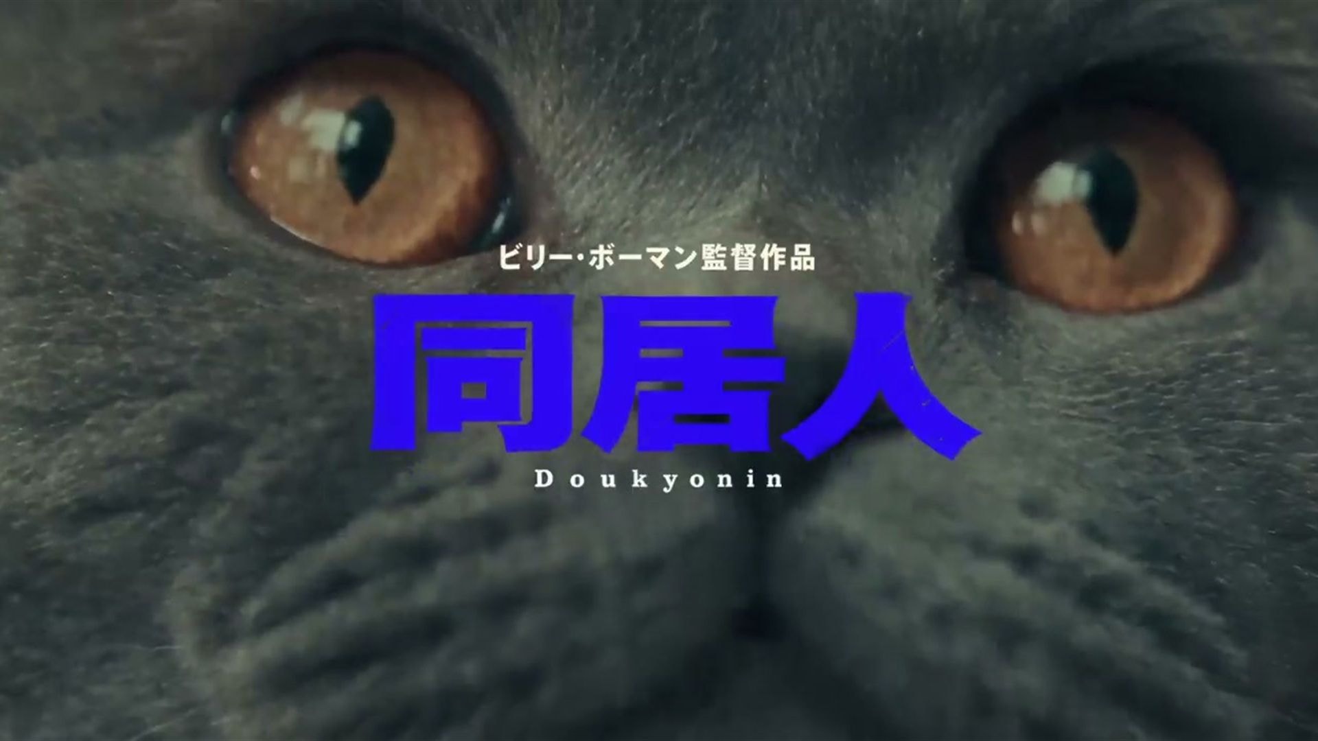 Close-up of a grey British Shorthair cat's amber eyes behind the blue Japanese title card Doukyonin, from Doukyonin by Billy Boman